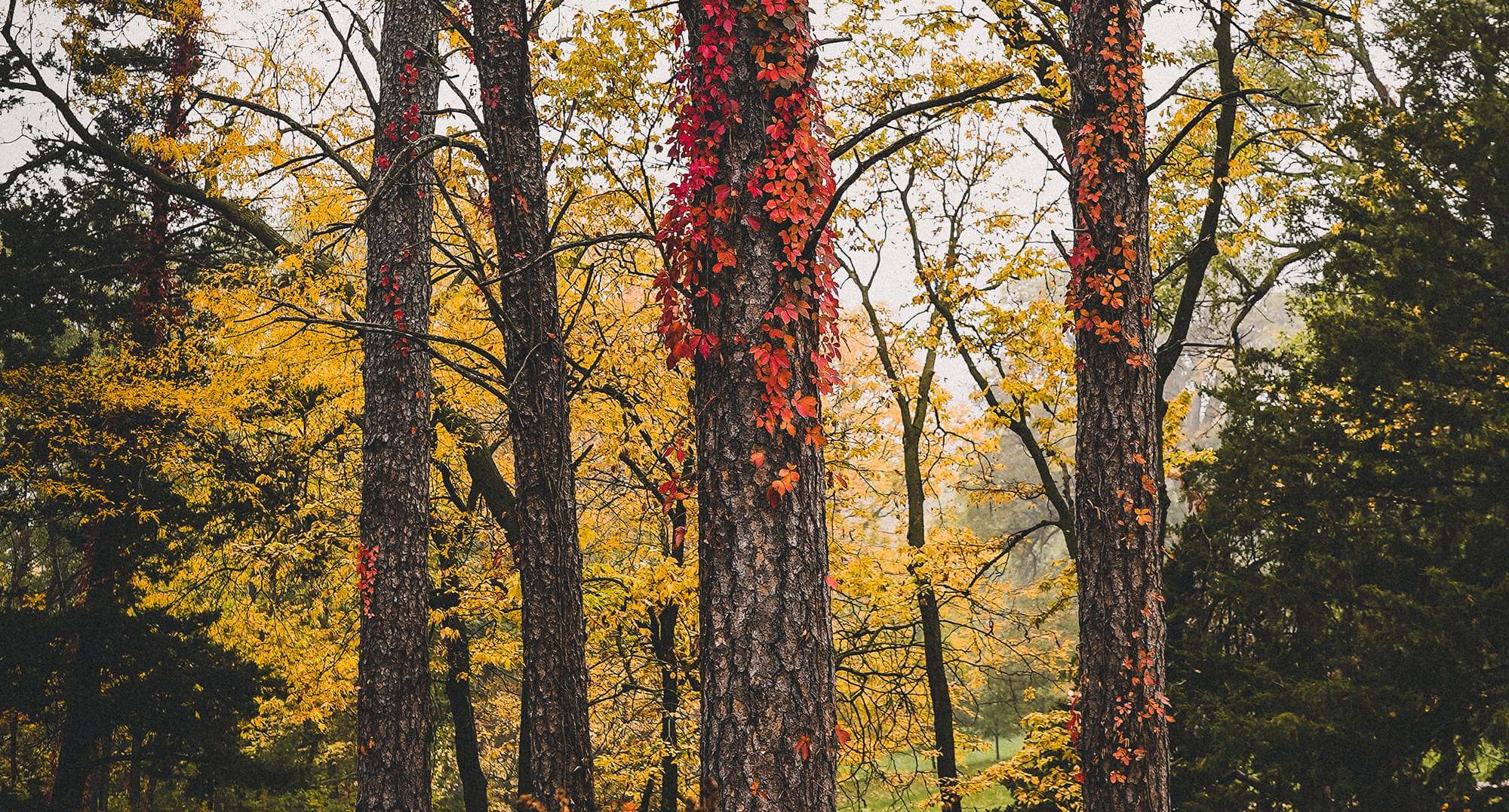 A Nebraska forest in the fall.