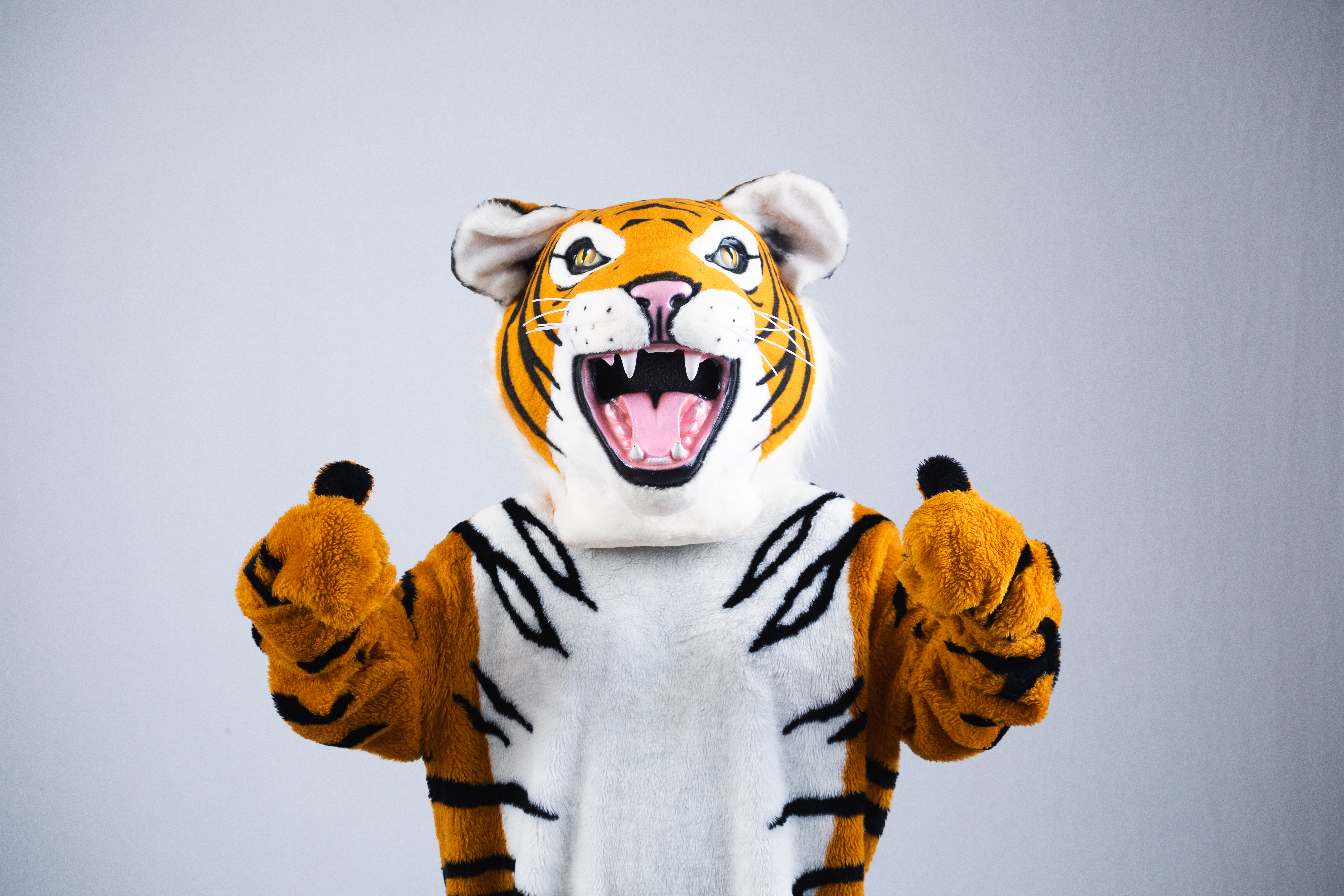 Thomas the Tiger giving the camera two thumbs up!