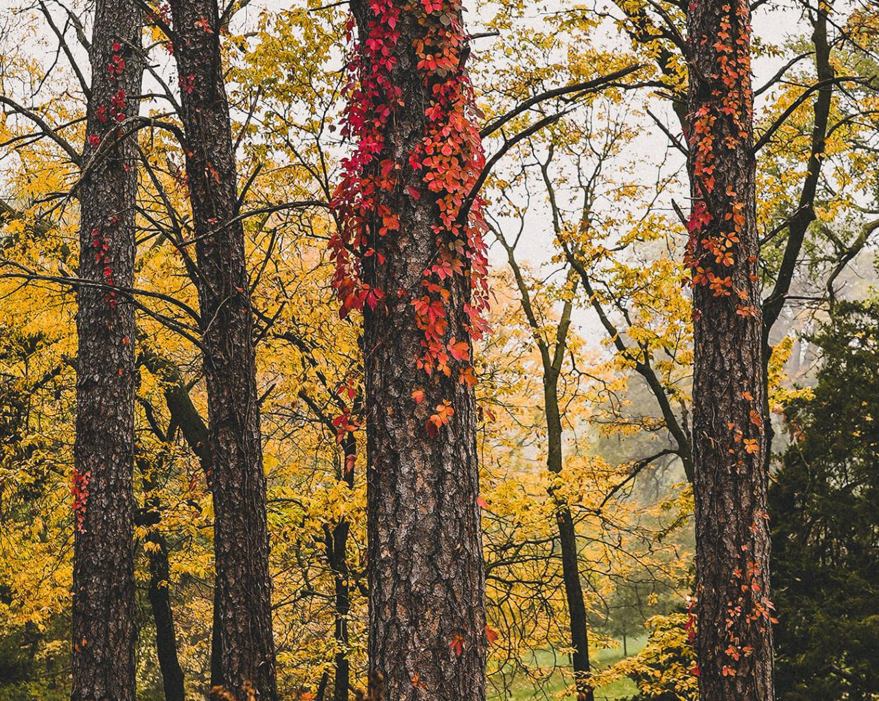 A forest with fall colors