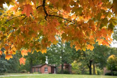 fall leaves on the crete campus